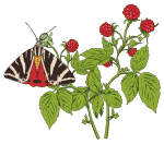 Papillon Ecaille chinee sur framboisier - Mottled Tortoiseshell butterfly on a Rapsberry